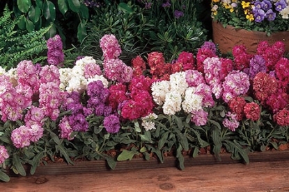 Picture of Stock - Vintage Mixed